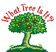 What Tree Is It? A tree identification database